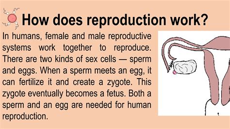Image result for Reproductive System Grade 10