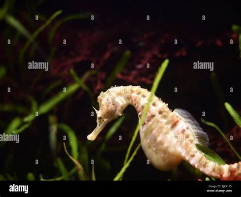 Atlantic Ocean Sea Plants