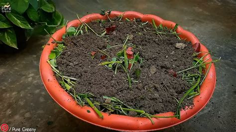 Image result for kitchen waste compost process