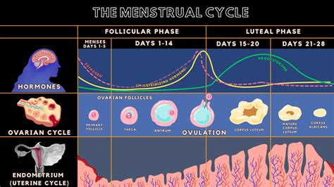 Menstrual Cycle Diagram Uterus