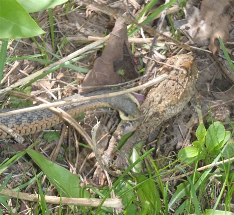 Image result for Snake Eating a Toad