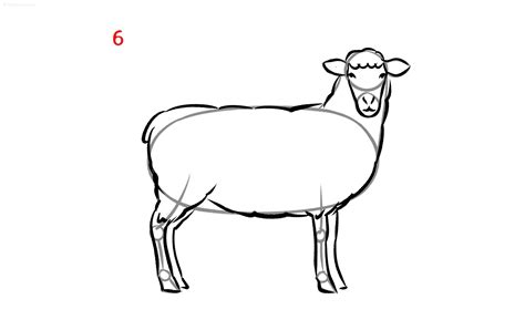 Sheep Drawing How to draw a Sheep