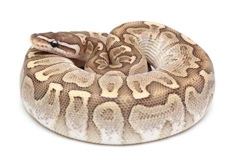 Image result for Super Bamboo Ball Python