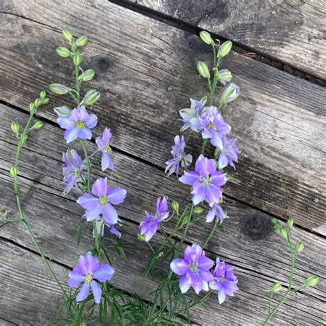 Wild Herbaceous Plants of Central Europe