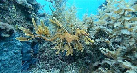 Diving Adelaide (Glandore) - All You Need to Know BEFORE You Go