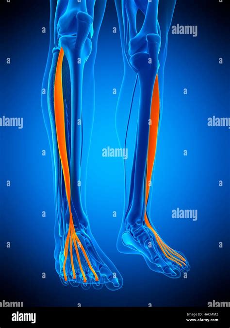 Image result for Extensor Digitorum Longus Muscle Function