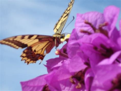 Photo contest: On the theme „Details of the island of Lošinj“ @ Island ...