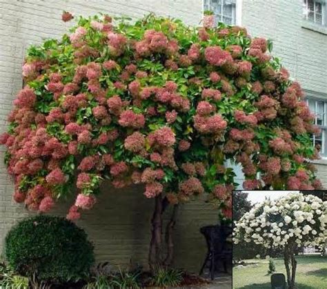 Image result for Pruning Quick Fire Tree Form Hydrangea