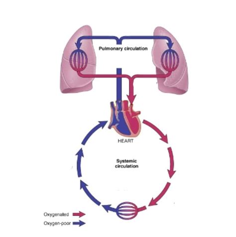 Image result for Simple Blood Circulation