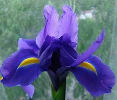 iris fiore immagini iris flowers pictures of flowers at flowerinfo org iris fiore immagini iris flowers pictures of flowers at flowerinfo org