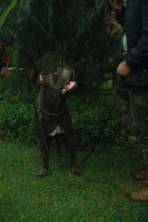 Is the Cane Corso a Good Family Dog? - Paw Planning