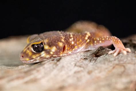 Barking Gecko Making Noise 的图像结果
