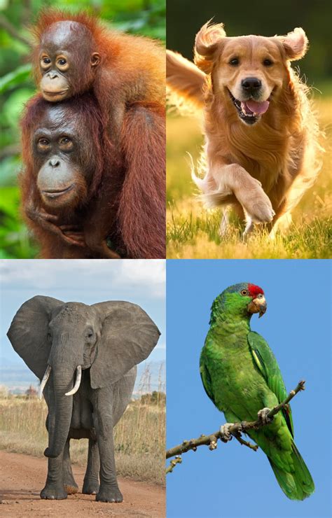 Top 7 Super-Intelligent Animals That Learn Fast