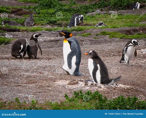 King Penguin, Gentoo Penguin and Magellanic Penguins Stock Photo ...