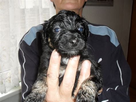 Mischlinge Kleinanzeigen | Mischlinge Annoncen | Mischlinge Inserate ...