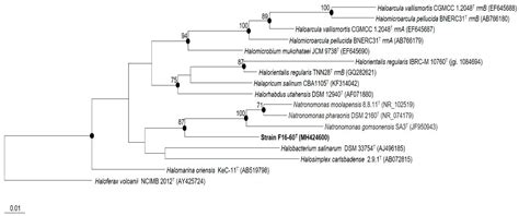 Haloglomus irregulare gen. nov., sp. nov., a New Halophilic Archaeon ...