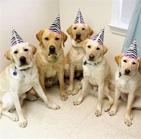 Labrador & Retriever Meet Up, Barrowfield, Eeasbrook, Urmston ...