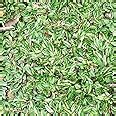 Hug A Plant | Variegated Pearl Grass Seedling [5 Nos] For Lawn, Ground ...