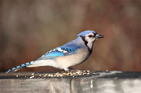 How To Care for Baby Blue Jays – Our In-Depth Guide