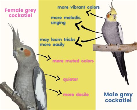 Cockatiel Bird Colours