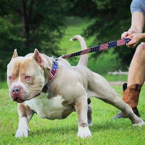 The Top Xl American Bully Breeders 2024- Manmade Kennels