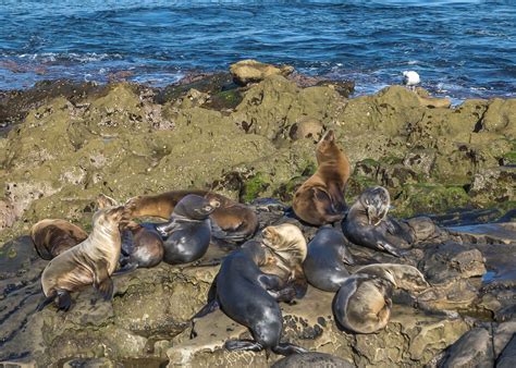 Best San Diego Beaches: A Local's [2026] Guide By Area & Activity