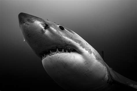Black And White Shark Photography