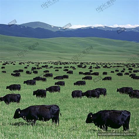 草原牛 的图像结果