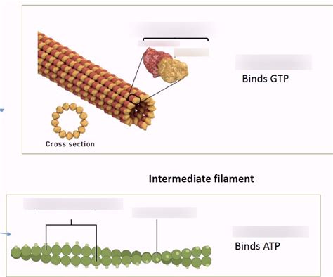 Cytoskeleton and Cell Division Diagram | Quizlet