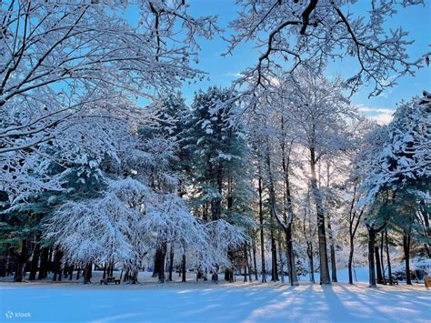 Nami Island & Vivaldi Ski One Day Tour - Klook India