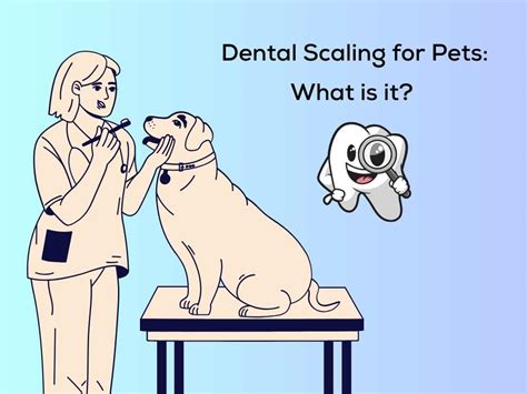 Dental Scaling for Pets: What is it? – stepevoli