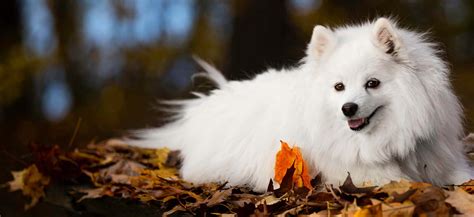 American Eskimo Dog Size
