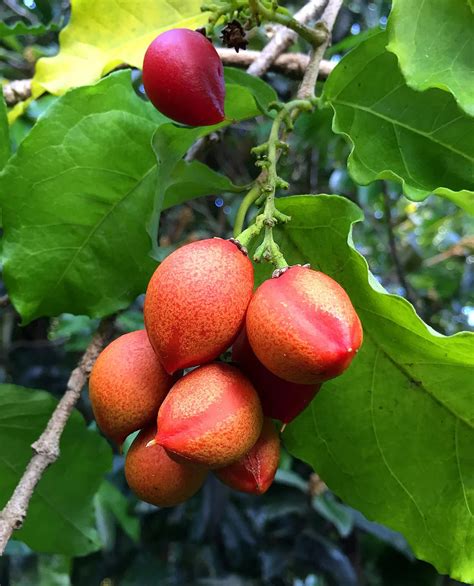 Peanut Butter Fruits Plant – Santhi Online Plants