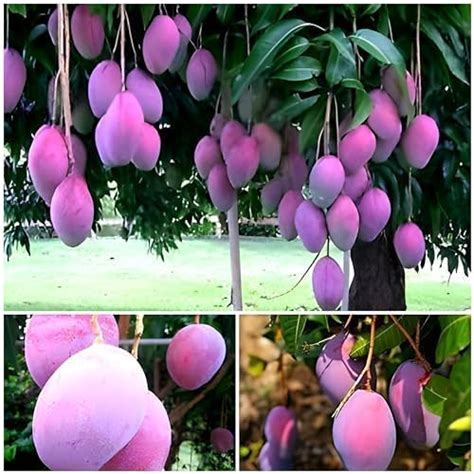 SEILOZBUNIA FARM - ORIGINAL JAPANESE PURPLE MIYAZAKI MANGO EGG OF SUN ...
