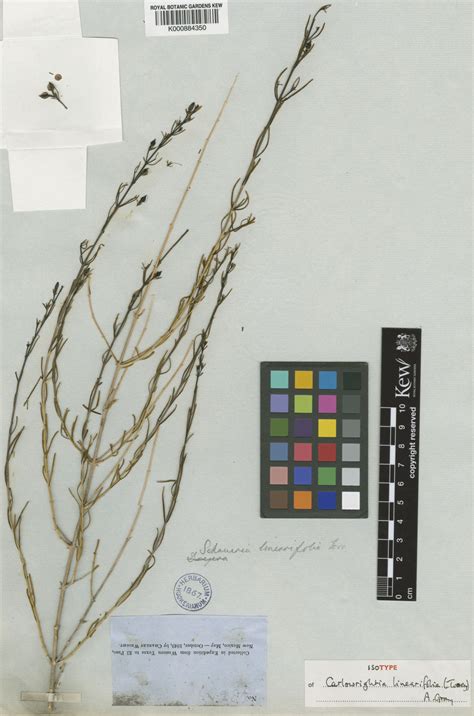 Carlowrightia linearifolia (Torr.) A.Gray | Plants of the World Online ...