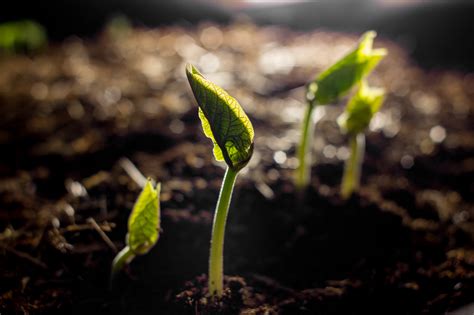 LFischler-1292 - Superflux