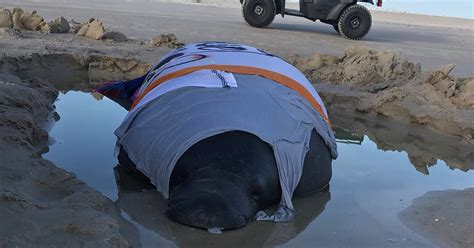 Crews rescue beached manatee on New Smyrna Beach | FOX 35 Orlando