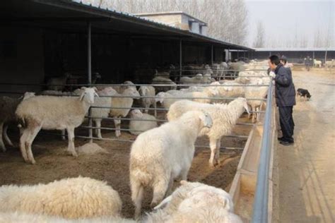 养羊人自述：养羊年入十万的条件有哪些？甘肃，宁夏，内蒙古湖羊养殖场怀孕母羊价格低 - 知乎