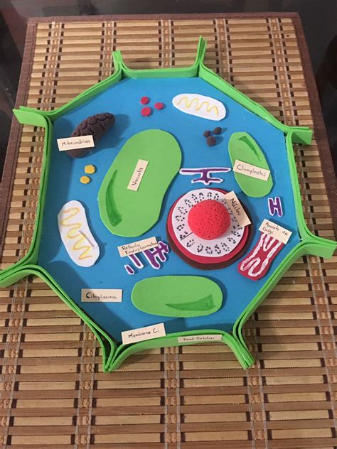 Image result for Cell Model Project