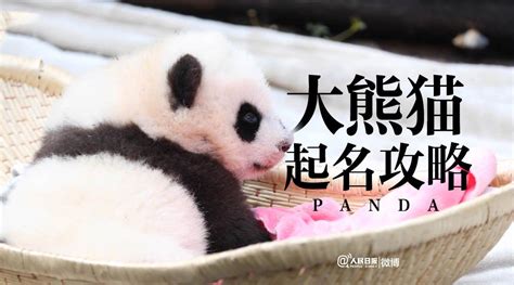 给大熊猫起名字，好像挺随意哦！