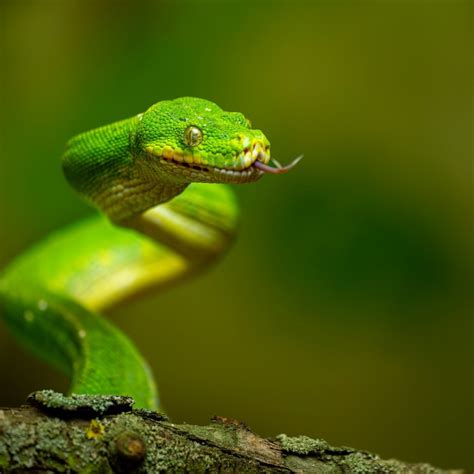 Image result for Green Tree Python