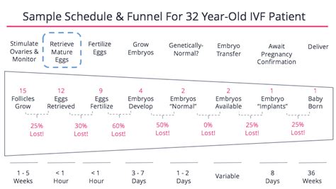 Image result for Human Fertilization Timeline