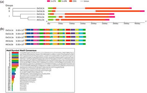 Association of a Specific OsCULLIN3c Haplotype with Salt Stress ...
