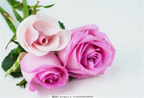 玫瑰花为什么代表爱情？玫瑰是如何象征爱情的_花仙网