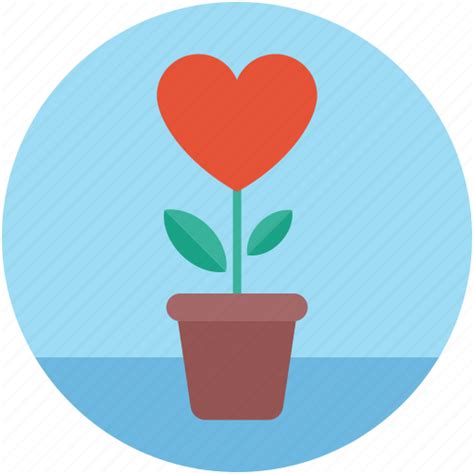 Caring for Air Plants 的图像结果