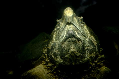Image result for Alligator Snapping Turtle Shell Front View