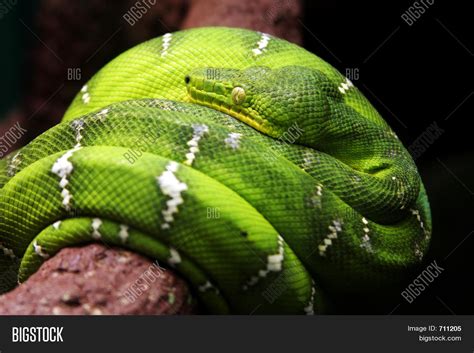 Do Snakes Sleep Together at Andrew Leichhardt blog