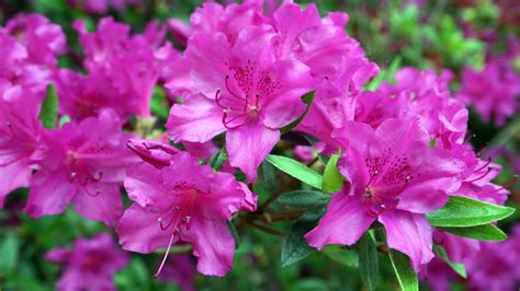 Azaleas care and growing guide: how to grow these shrubs | GardeningEtc