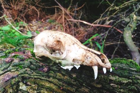 How to identify mammal skulls - Discover Wildlife