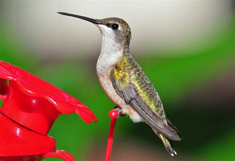 Wildlife Photography by Gareth Rasberry: Ruby-Throated Hummingbird ...